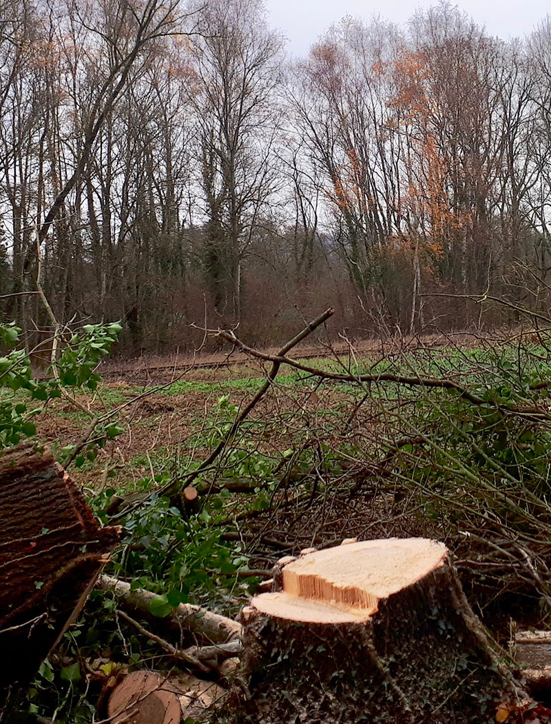 Abattre un arbre en toute sécurité à Les Milles (13290) dans les Bouches du Rhône (13)