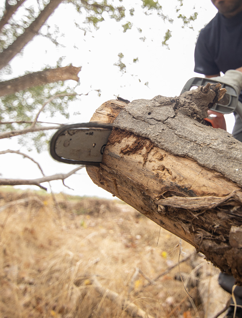 Abattre un arbre en toute sécurité Les Milles (13290) dans les Bouches du Rhône (13)