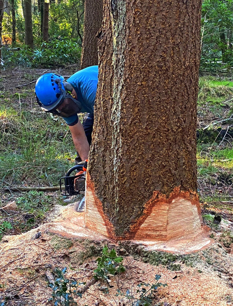 Entreprise d'abattage d'arbre à Les Milles (13290) dans les Bouches du Rhône (13)